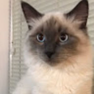 Meet your Posher, Savy